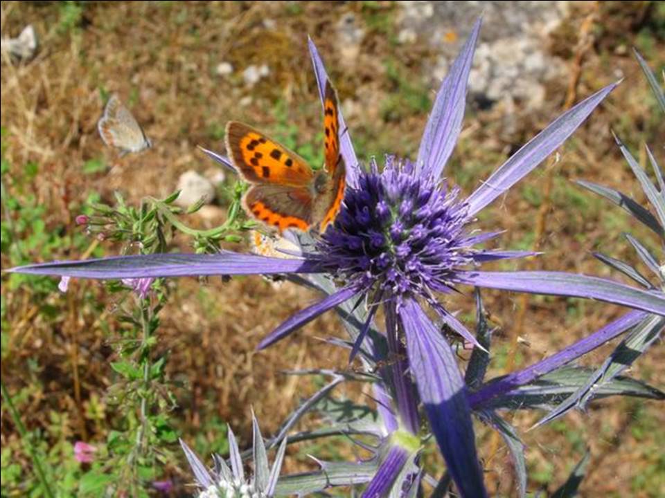 Lycaena phlaeas (Lycaenidae)